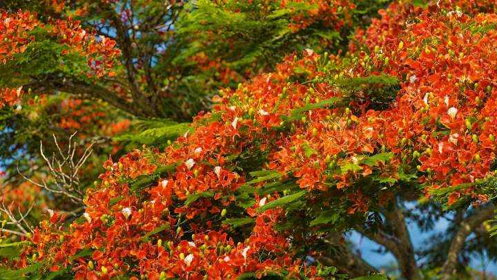 Flamboyant La Réunion