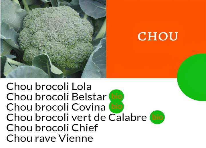 Semences de choux La Réunion