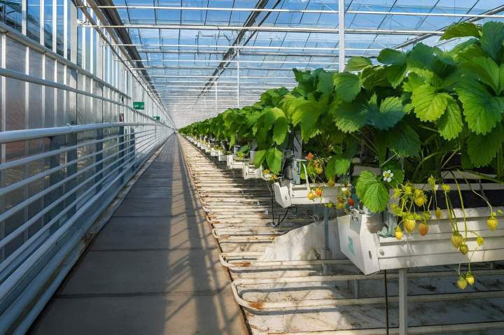 Culture sous serre La Réunion